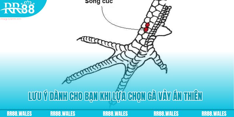 ww88 com how to play roulette at casino