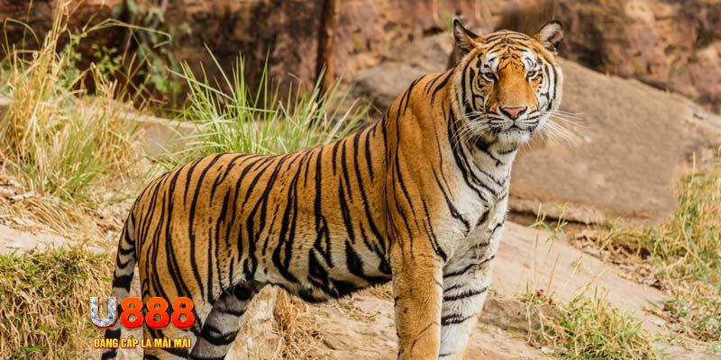 ww88 com ban ca vip online