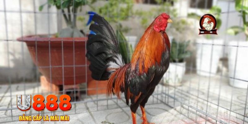 ww88 com tải nổ hũ trên máy tính