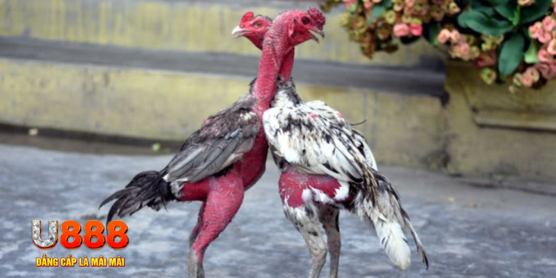 ww88 com bàn cầu điểm số tay trước trong baccarat là gì